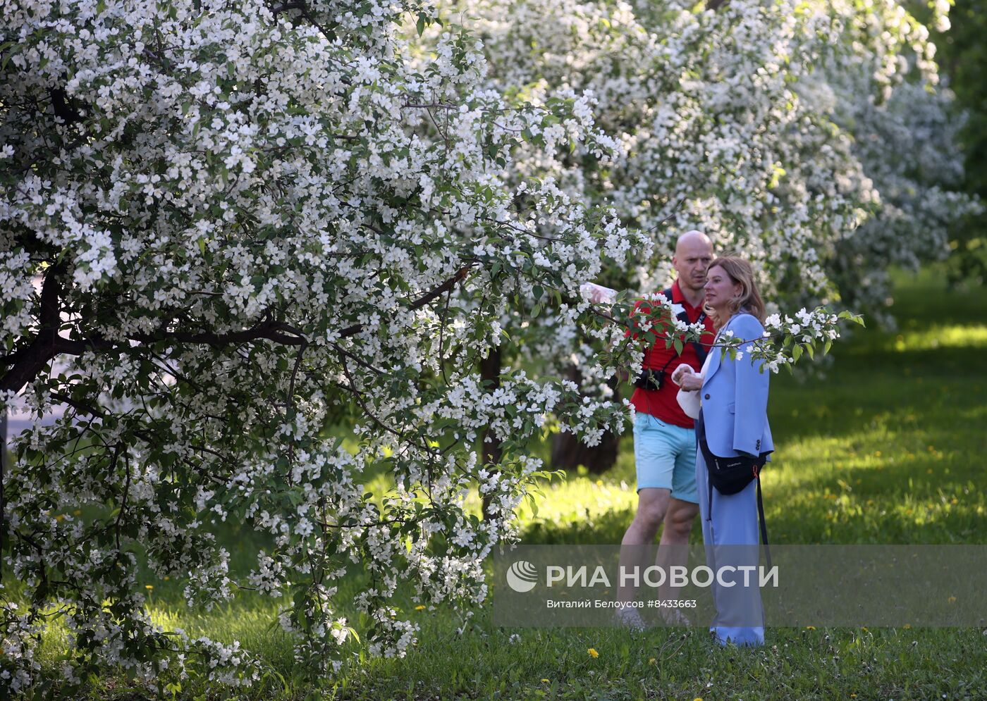 Цветение в Москве 