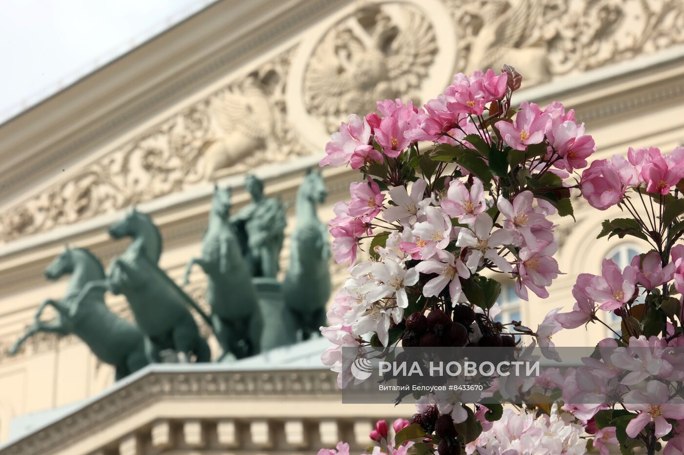 Цветение в Москве 