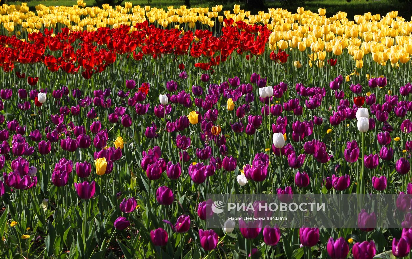 Цветение в Москве