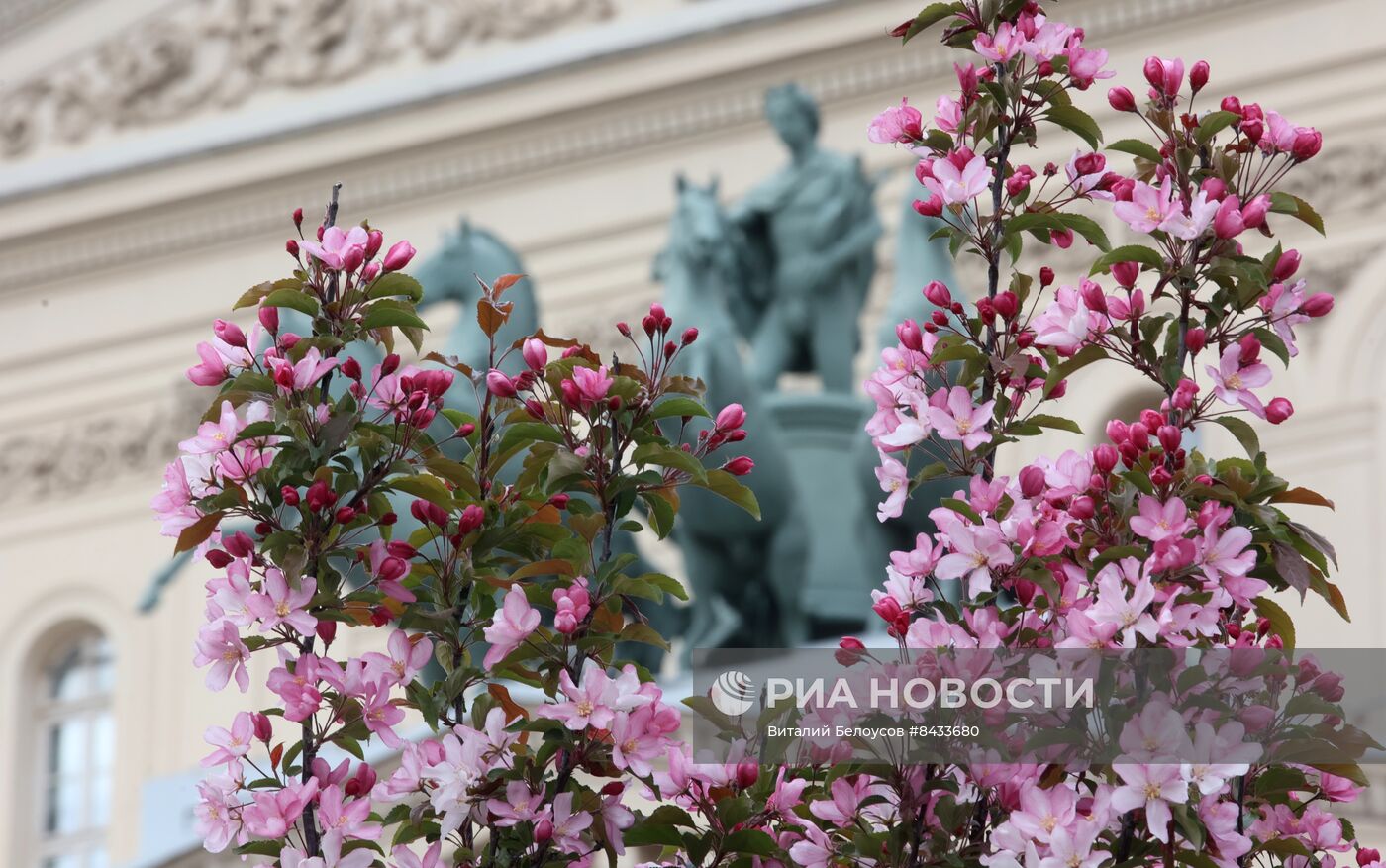 Цветение в Москве 