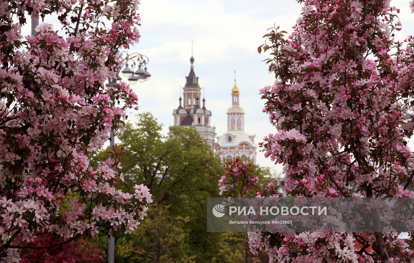 Цветение в Москве 