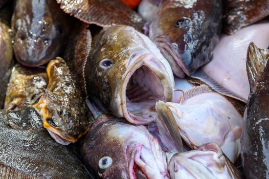Промышленная ловля рыбы у берегов Курильских островов