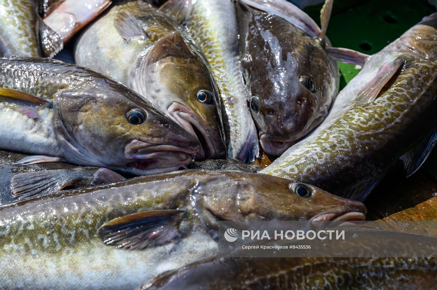 Промышленная ловля рыбы у берегов Курильских островов