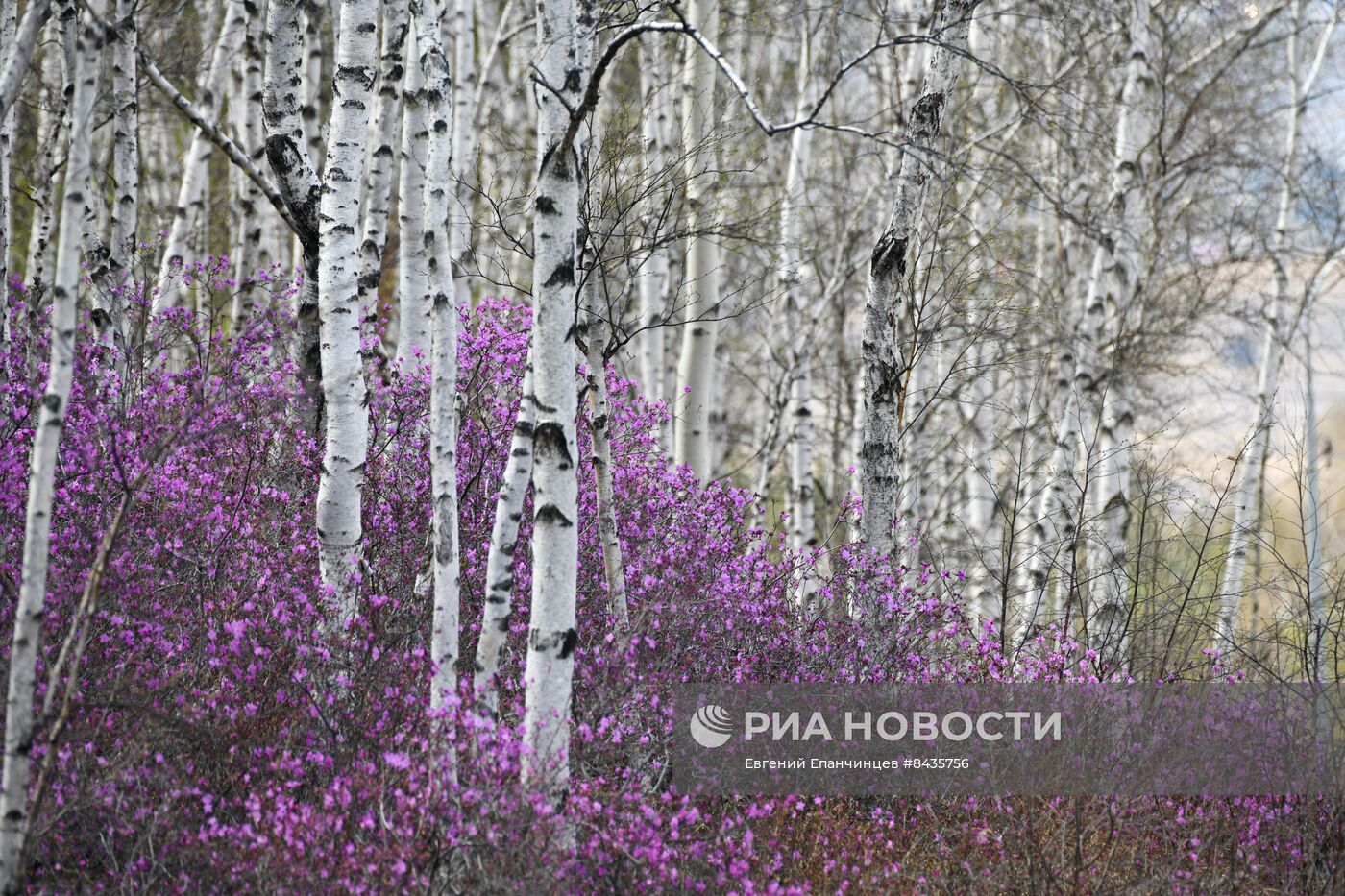 Цветение багульника в Забайкальском крае