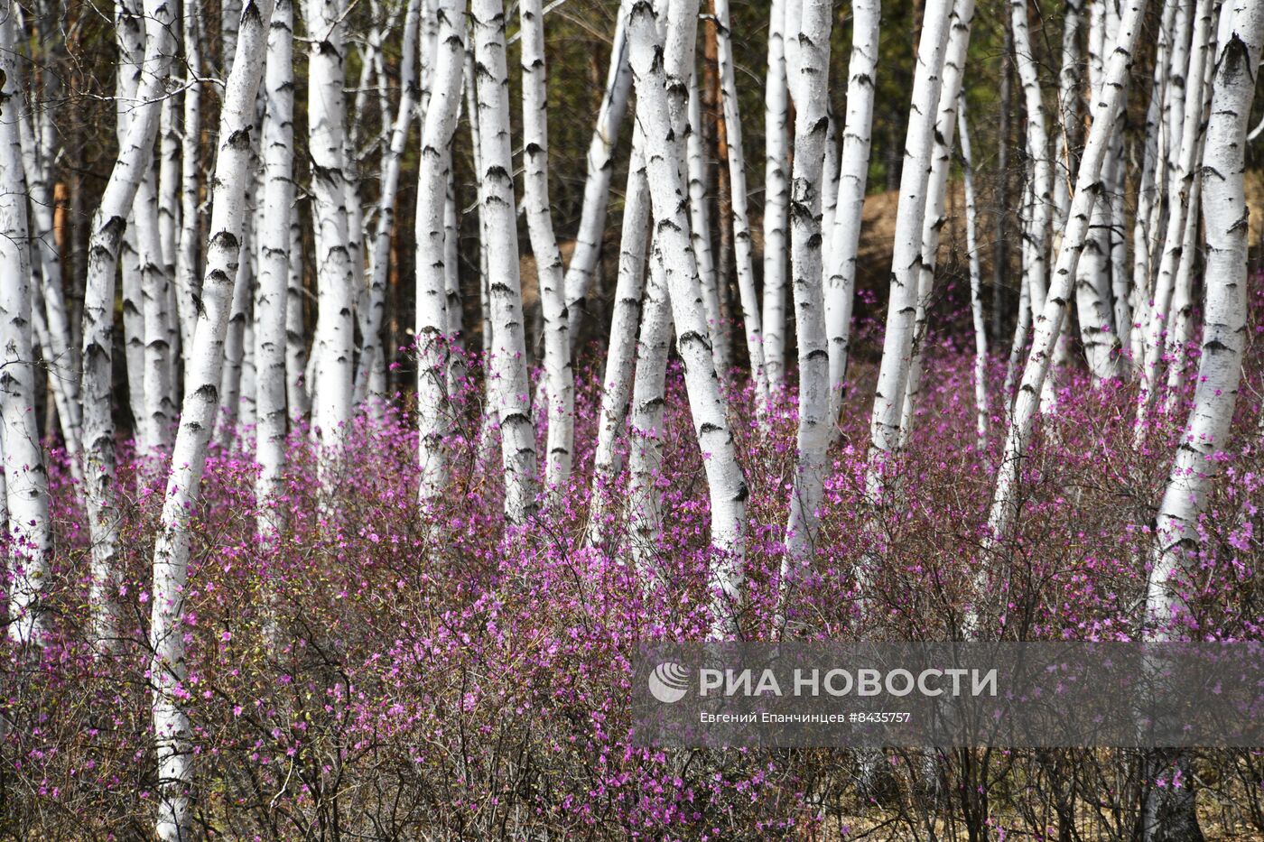 Цветение багульника в Забайкальском крае