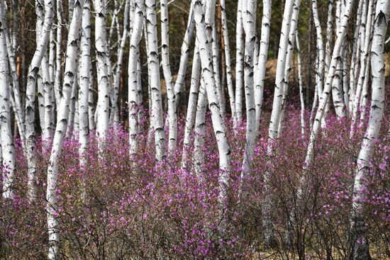 Цветение багульника в Забайкальском крае
