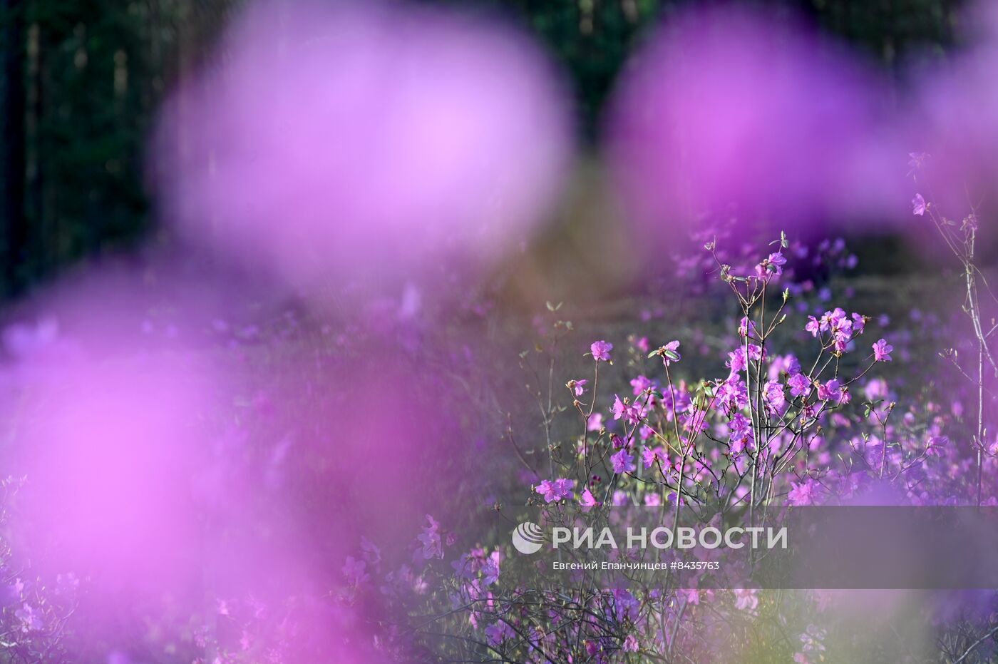 Цветение багульника в Забайкальском крае