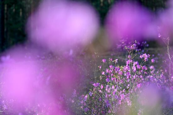 Цветение багульника в Забайкальском крае