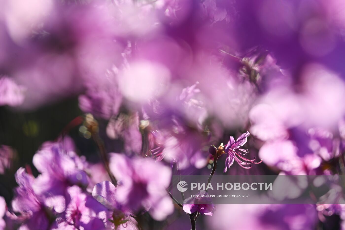 Цветение багульника в Забайкальском крае