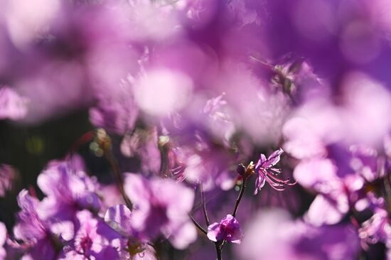 Цветение багульника в Забайкальском крае