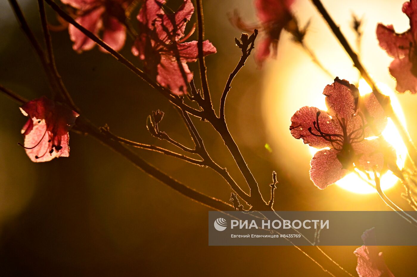 Цветение багульника в Забайкальском крае