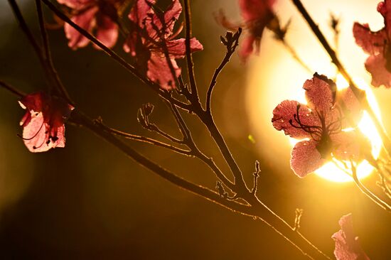 Цветение багульника в Забайкальском крае