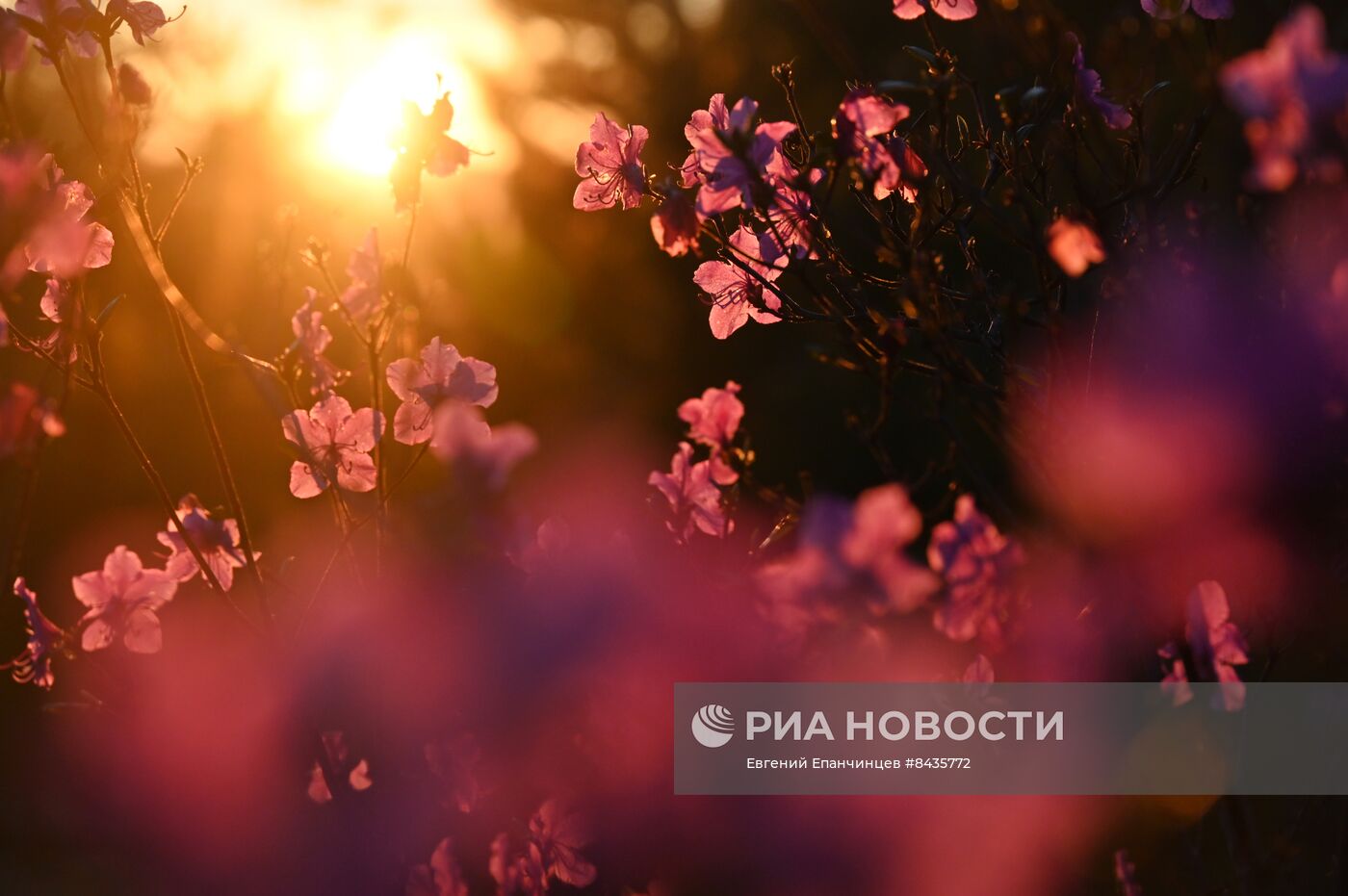 Цветение багульника в Забайкальском крае