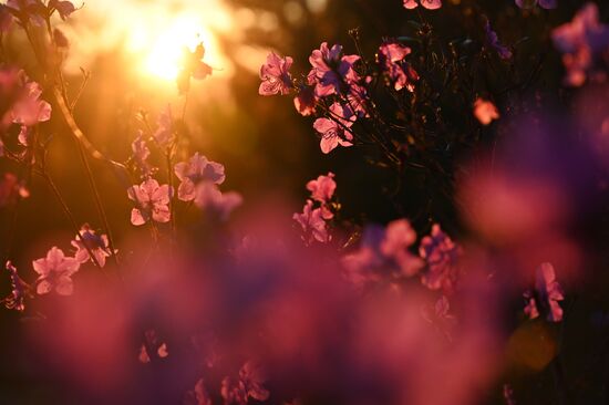 Цветение багульника в Забайкальском крае