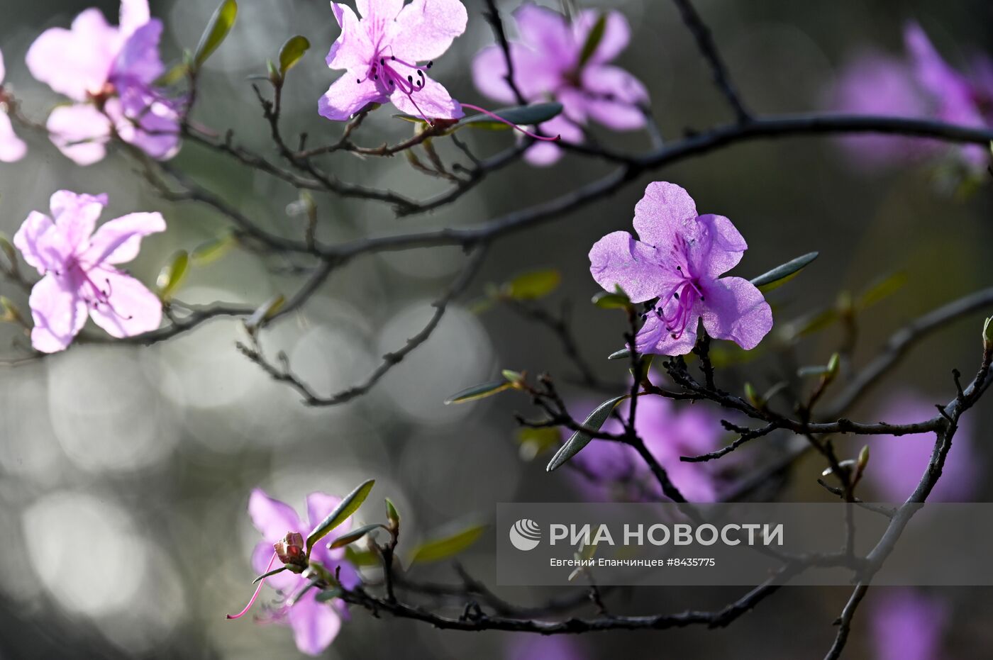 Цветение багульника в Забайкальском крае