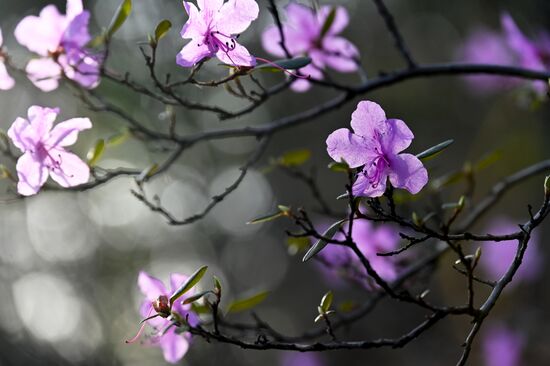 Цветение багульника в Забайкальском крае