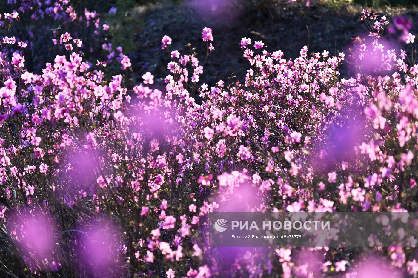 Цветение багульника в Забайкальском крае