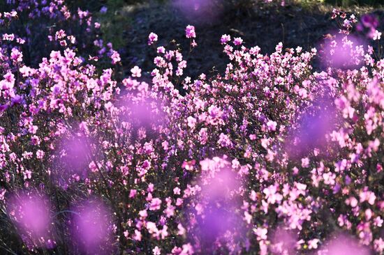 Цветение багульника в Забайкальском крае