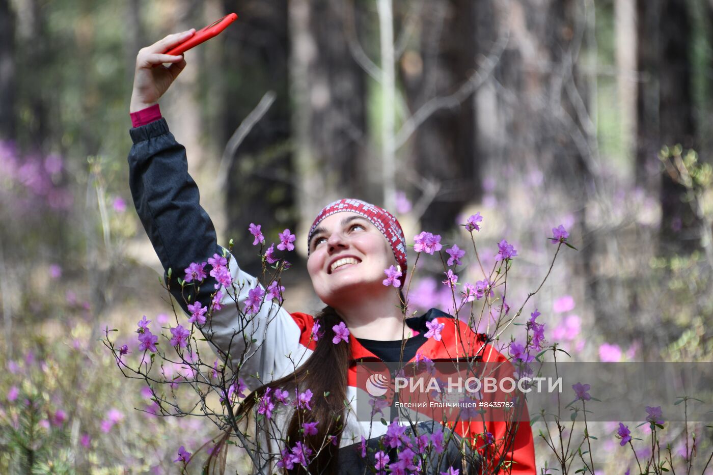 Цветение багульника в Забайкальском крае