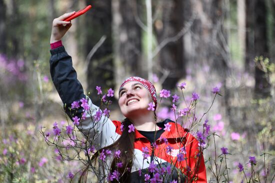 Цветение багульника в Забайкальском крае