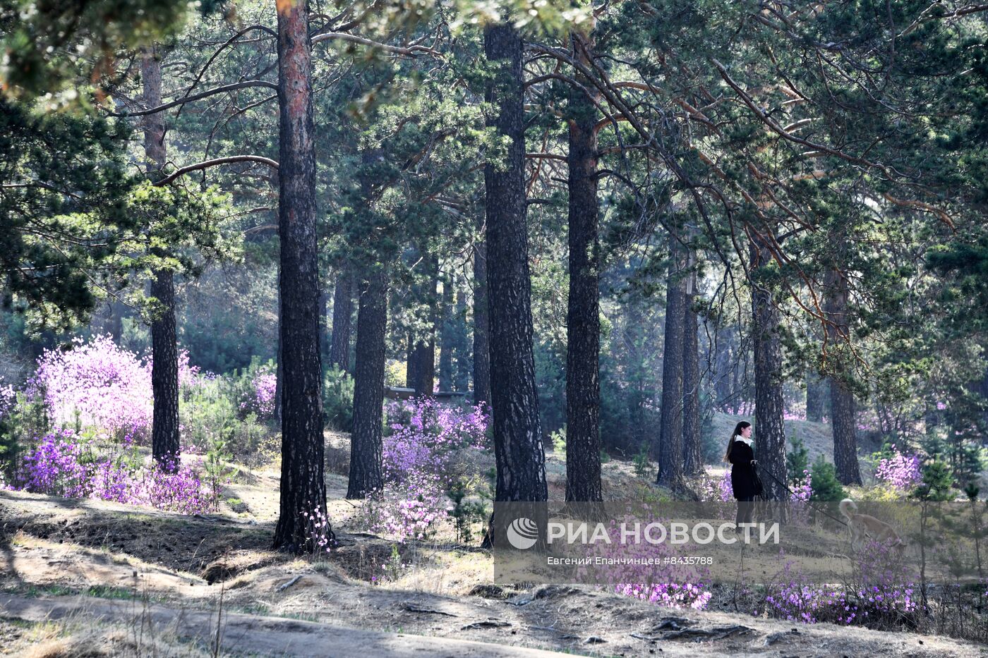 Цветение багульника в Забайкальском крае