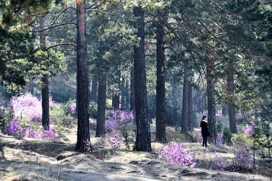 Цветение багульника в Забайкальском крае