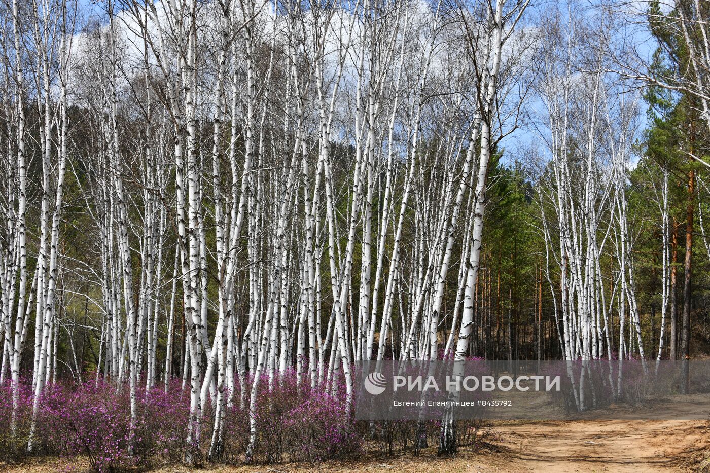 Цветение багульника в Забайкальском крае