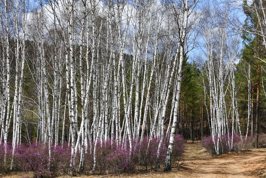 Цветение багульника в Забайкальском крае