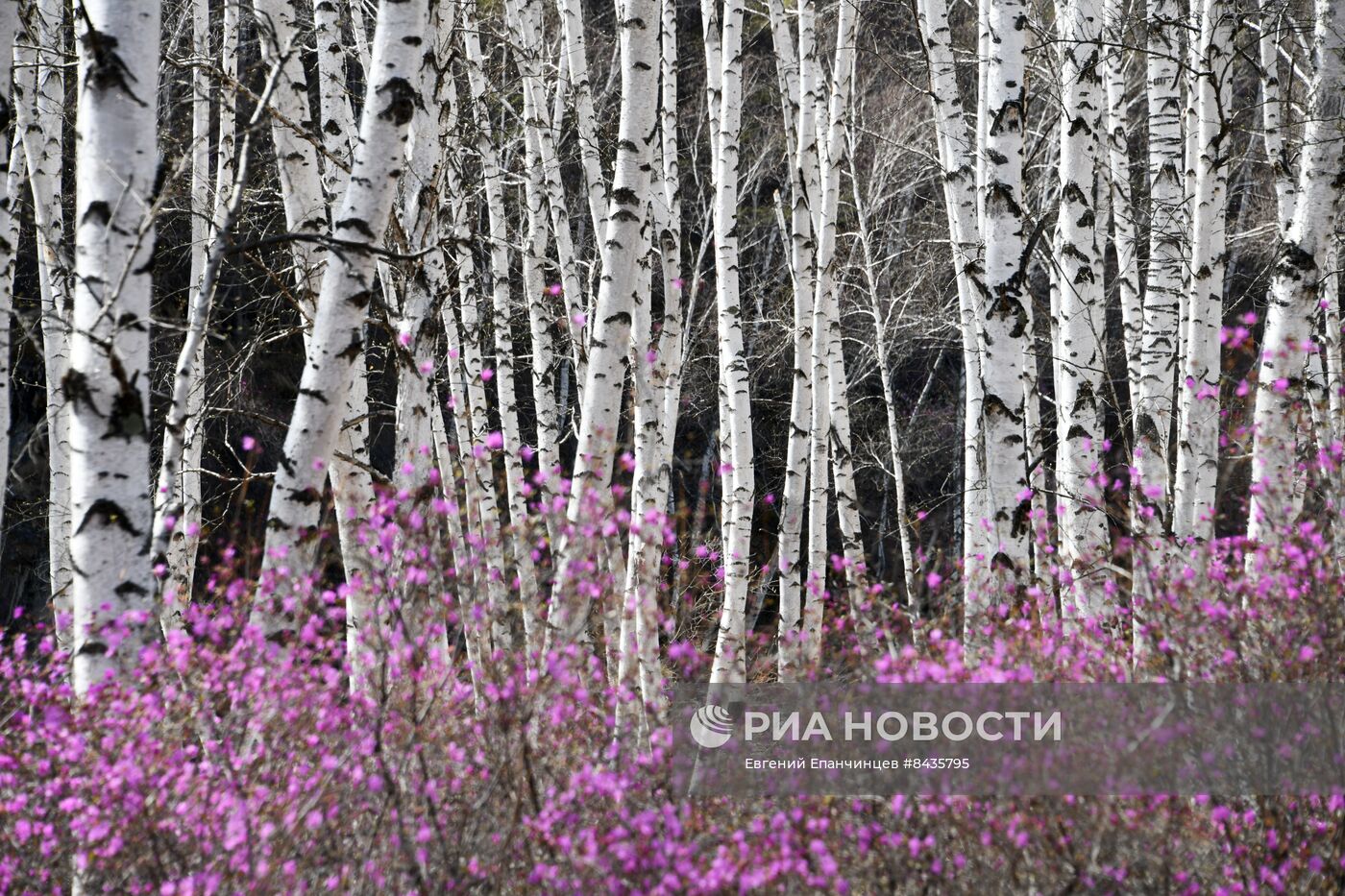 Цветение багульника в Забайкальском крае