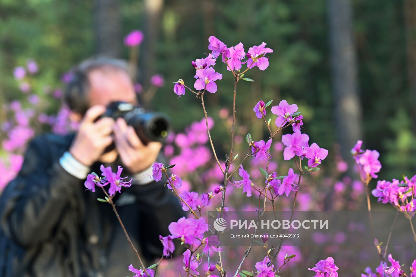 Цветение багульника в Забайкальском крае
