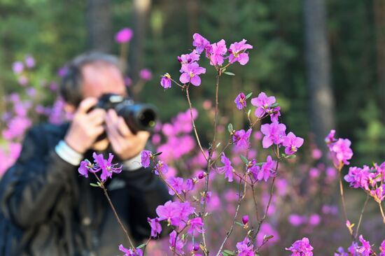 Цветение багульника в Забайкальском крае