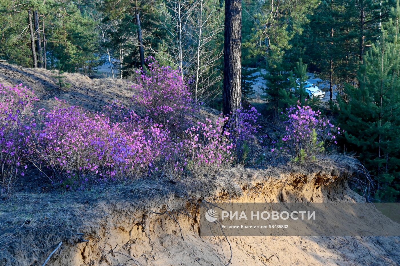 Цветение багульника в Забайкальском крае