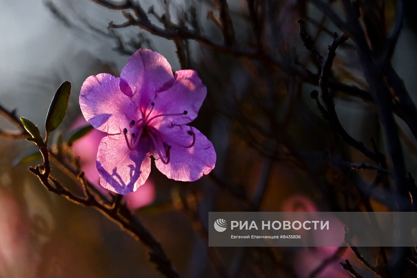 Цветение багульника в Забайкальском крае