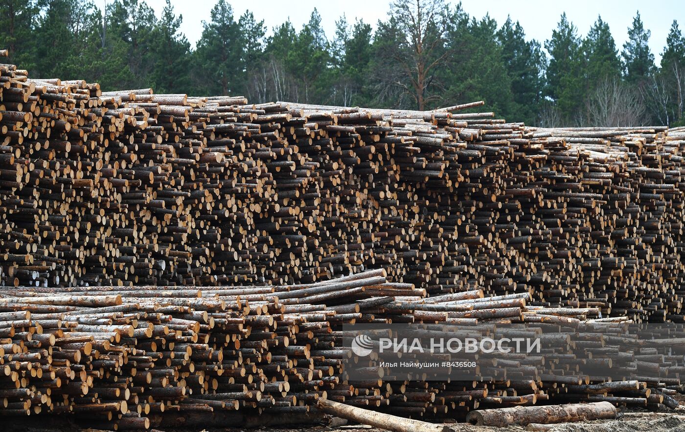 Предприятие лесозаготовки "Центр Сибири" в Красноярском крае