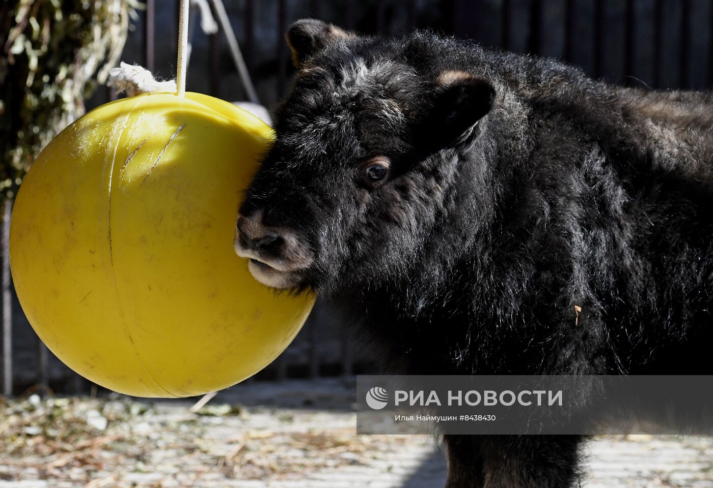 Детеныш овцебыка в парке "Роев ручей"