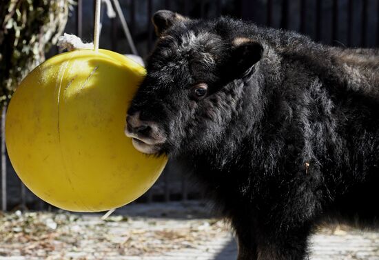 Детеныш овцебыка в парке "Роев ручей"