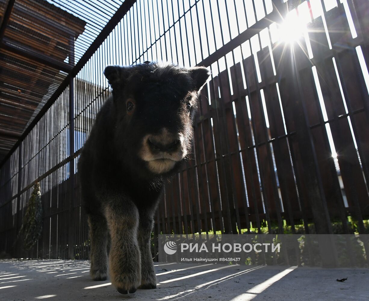 Детеныш овцебыка в парке "Роев ручей"