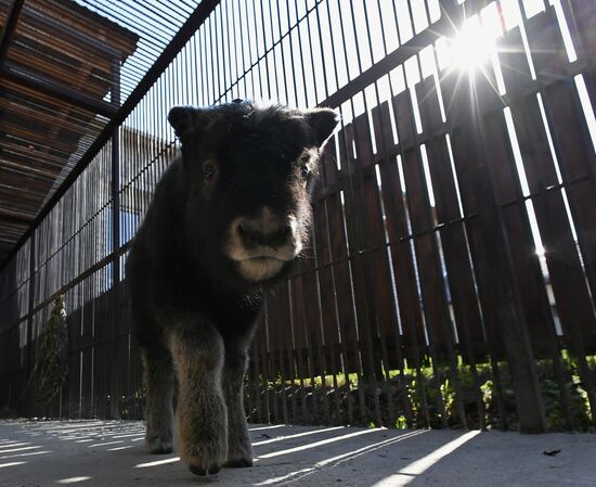 Детеныш овцебыка в парке "Роев ручей"