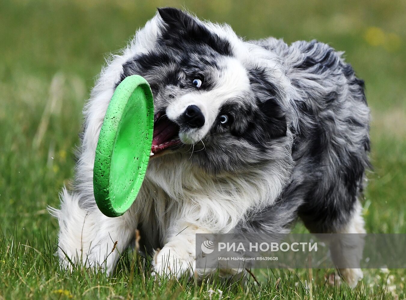 Соревнования по кинологическому спорту "Летающий пёс" в Красноярске