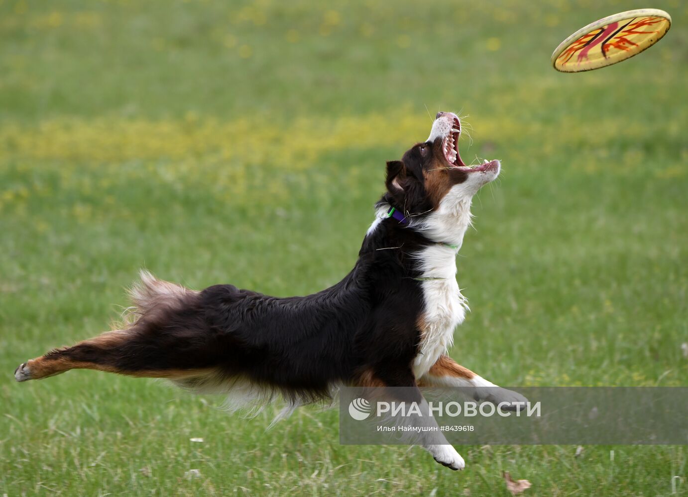 Соревнования по кинологическому спорту "Летающий пёс" в Красноярске