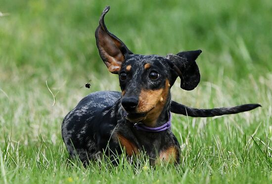 Соревнования по кинологическому спорту "Летающий пёс" в Красноярске