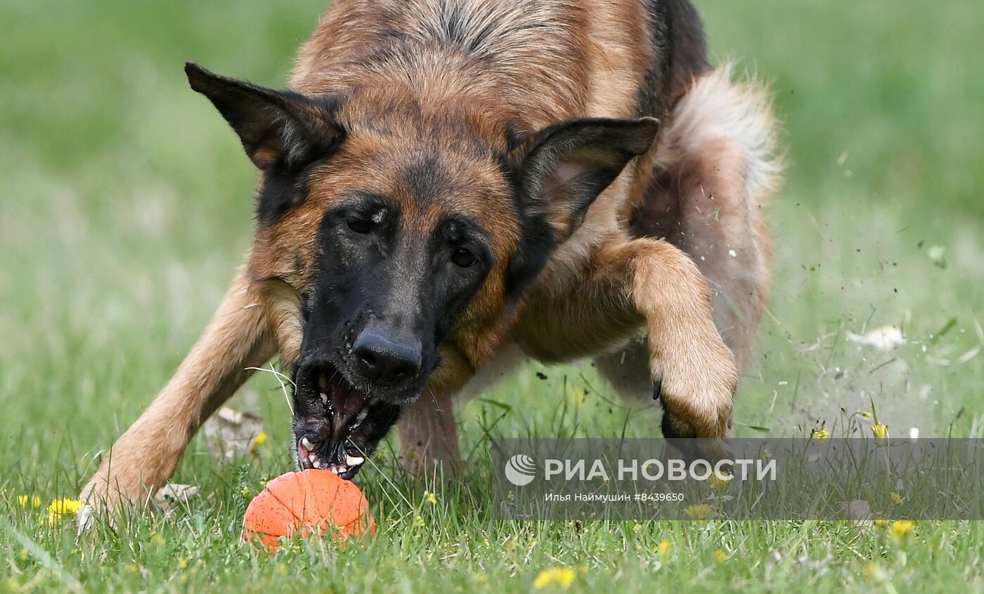 Соревнования по кинологическому спорту "Летающий пёс" в Красноярске