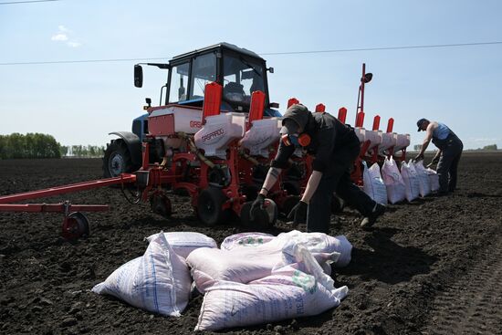 Посевная в Новосибирской области