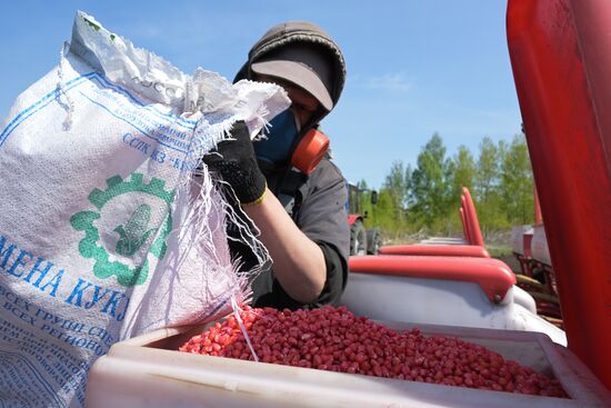 Посевная в Новосибирской области