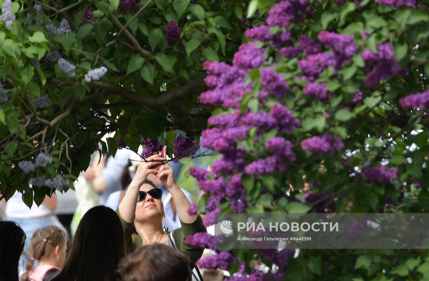 Цветение сирени в Санкт-Петербурге