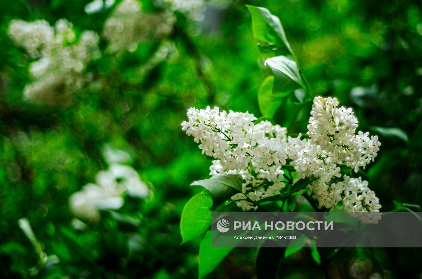 Цветение сирени в Санкт-Петербурге