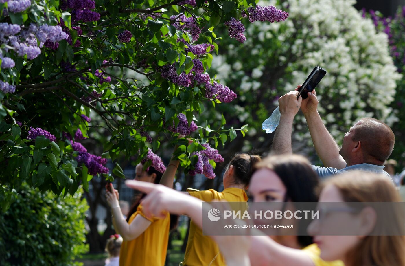 Цветение сирени в Санкт-Петербурге