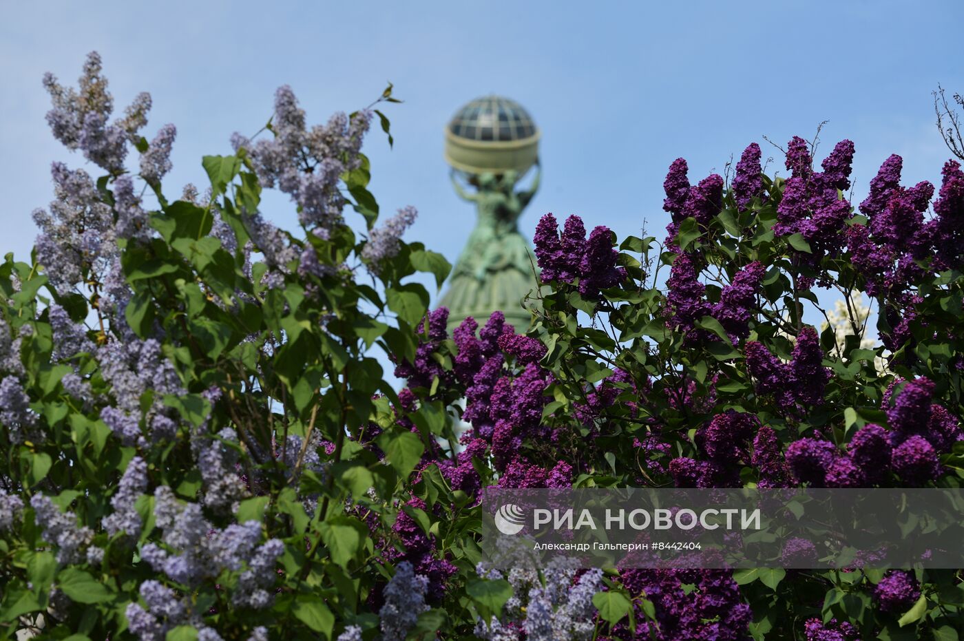 Цветение сирени в Санкт-Петербурге