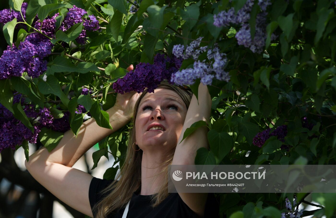 Цветение сирени в Санкт-Петербурге