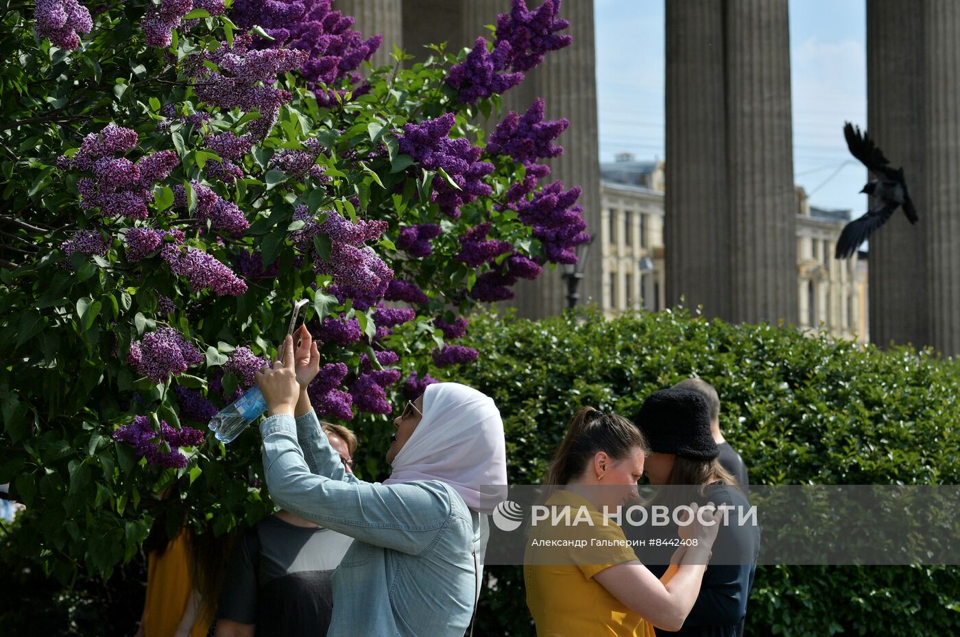 Цветение сирени в Санкт-Петербурге